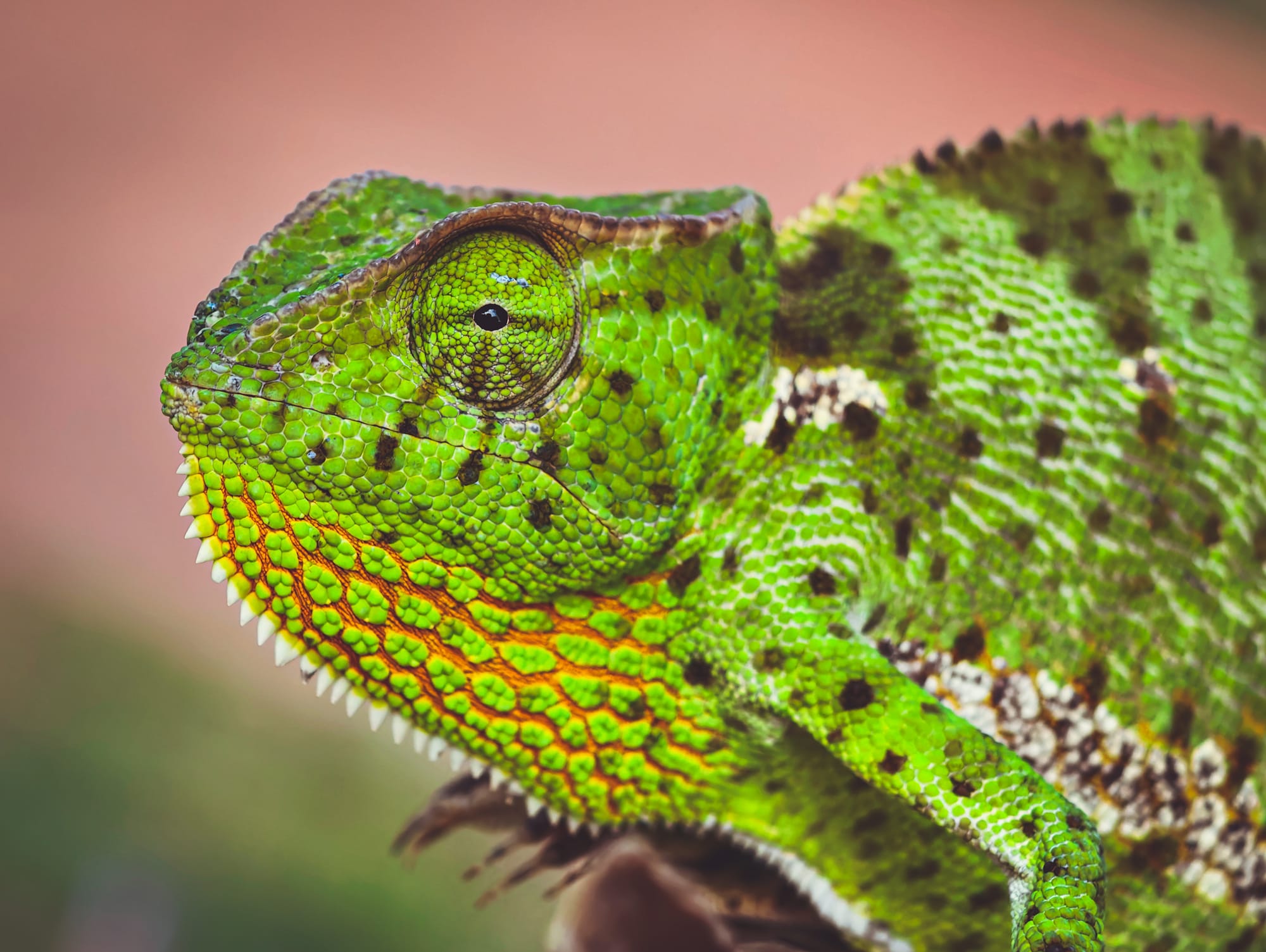 Portraits, Natur & Tiere